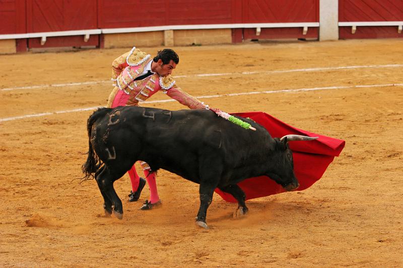 Toros 869.jpg